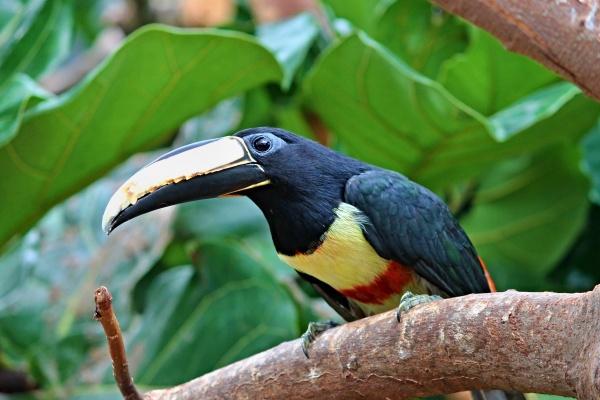 属龙跟属龙的相配吗 超高吸引力激情四溢