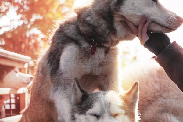 第一运程 2023年7月6日十二生肖运势解析