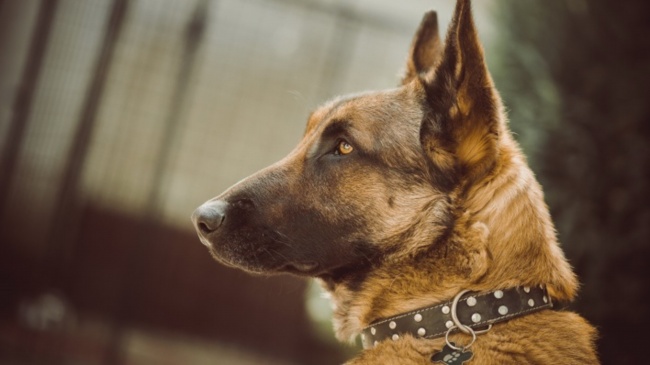 属兔男和属蛇的婚配好不好 八字相杀不太合适