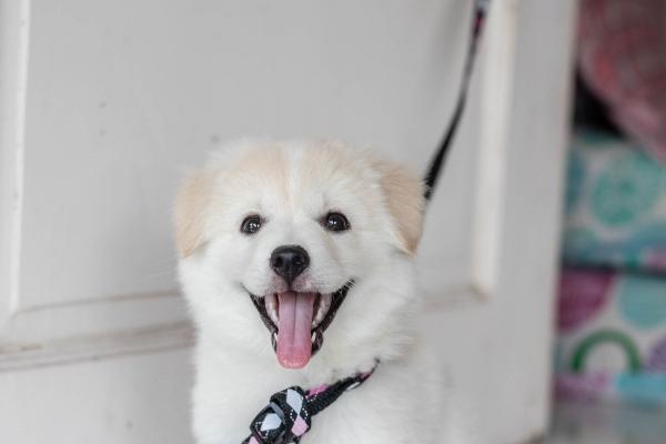 98属虎的四大桃花年，98年虎的桃花年在什么时候