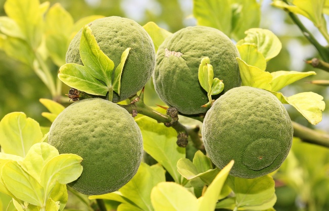 属鸡2023年下半年运势及运程 会发生什么事