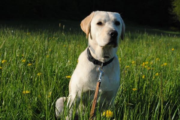 虎女配牛男旺夫吗 虎女和牛男的婚姻优势