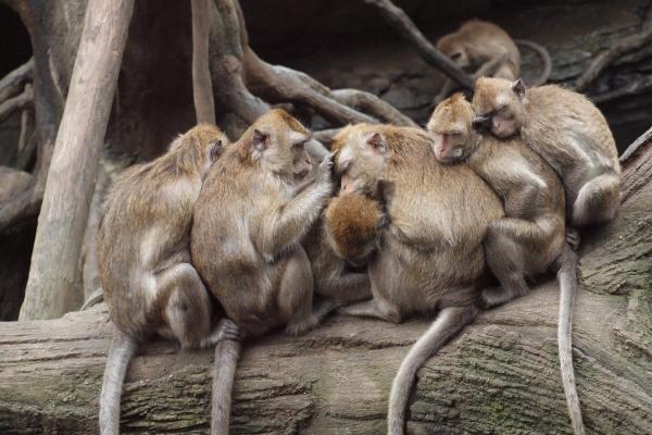 属狗人2023年下半年每月运势如何 小心被坏人计算