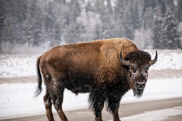 2024年不宜怀孕的生肖 不适合产子添丁属相