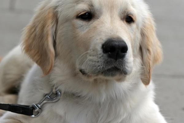 属龙的可以戴关公吊坠吗2023，属龙人2023年犯太岁适合戴什么