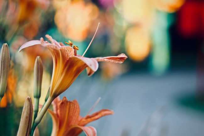 2024龙年最有好运的属相女 迎来人生巅峰