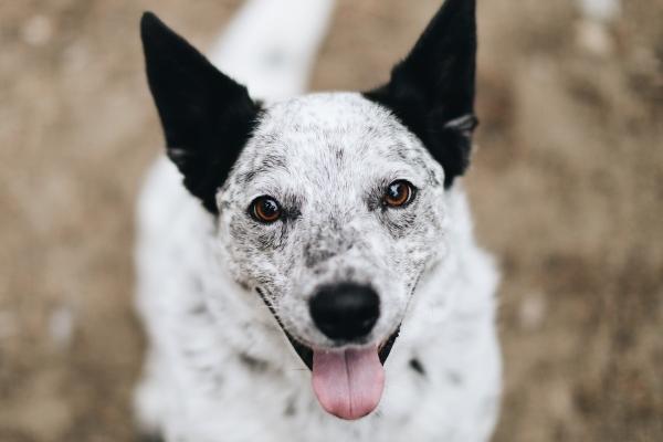 属猴2023年下半年运势及运程 会发生什么事