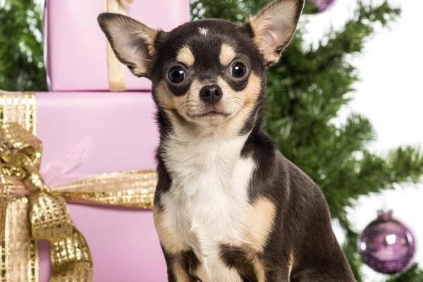 属兔的和属蛇的相配吗 属相最配