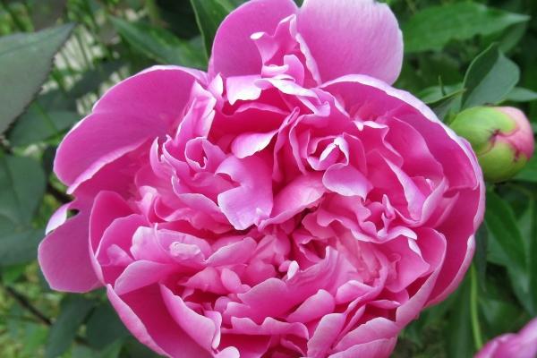 男属羊女属龙适合做夫妻吗 性格不同彼此吸引