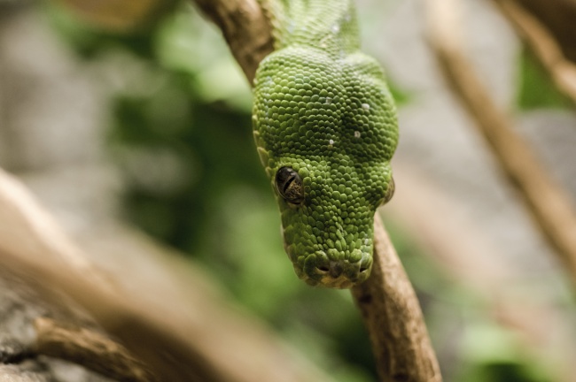 最狡猾阴险的生肖女 是你吗