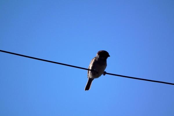 2023下半年属蛇运势 属蛇人2023年下半年运势大全