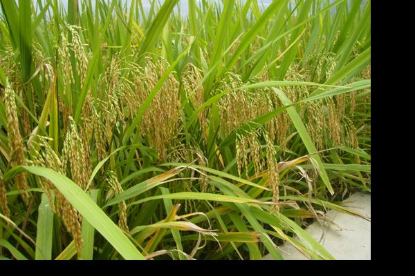 属蛇2023下半年转运 下半年运势运程分析