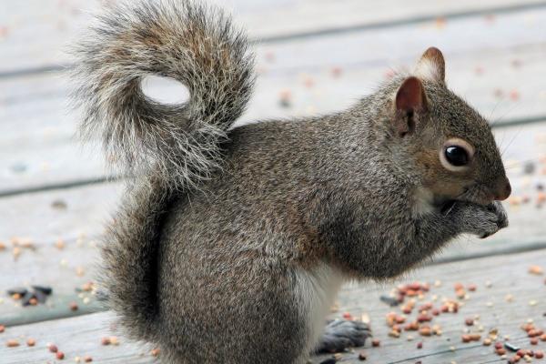 2023年6月10日冲什么属相 黄历生肖冲煞