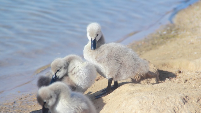 女龙跟男羊生肖做夫妻好吗 可咸可甜