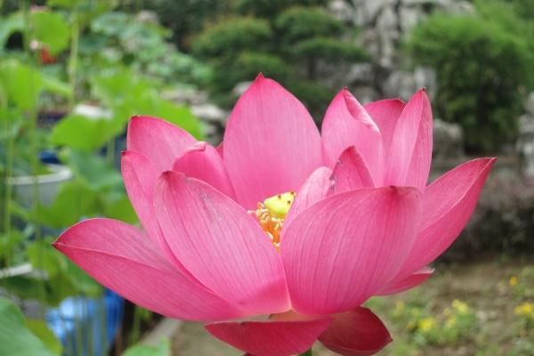 为什么本命年不能去寺庙，本命年去寺庙要注意什么