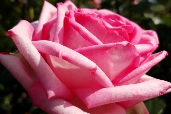 属兔2023下半年偏财运如何 财运比较稳定