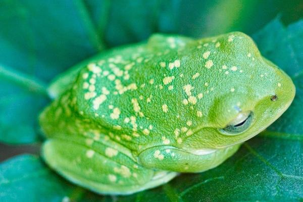 2024年是什么龙 什么命 五行属什么