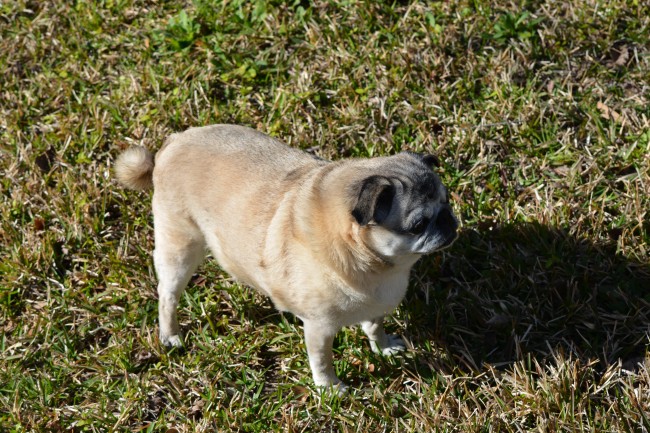 属羊的2023年下半年运势 马到功成 稳中有进