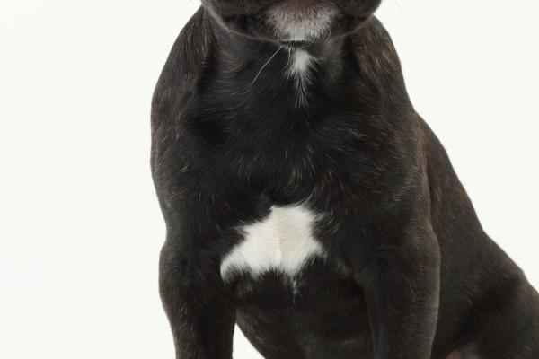 2023年6月12日冲什么属相 今日相冲生肖查询