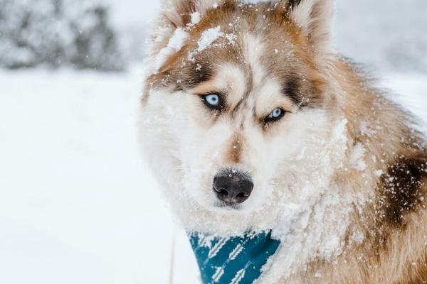 1月有正缘的生肖2024年 狗马猴有一定缘分