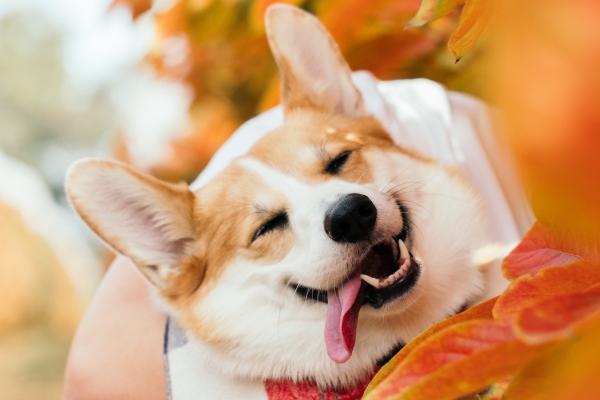 2023年下半年属马运势女 生肖女下半年运程详解