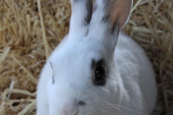 属蛇和猴今年2023下半年运势如何 运程走向分析