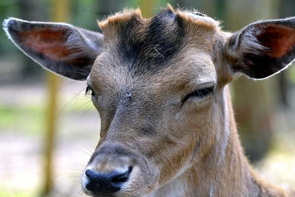 属羊人女2023下半年运势怎么样 准备迎接新挑战