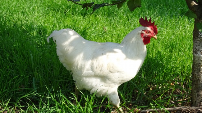 属鼠的2023下半年运势 顺风顺水迎接更好的明天