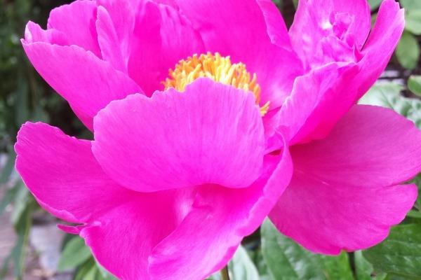 属猴2023年6月运势解析，整体运势下滑压力较大