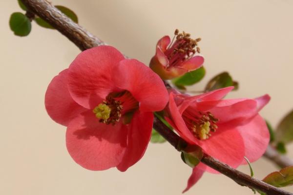 属牛2023年6月运势解析，整体理想需多关注健康