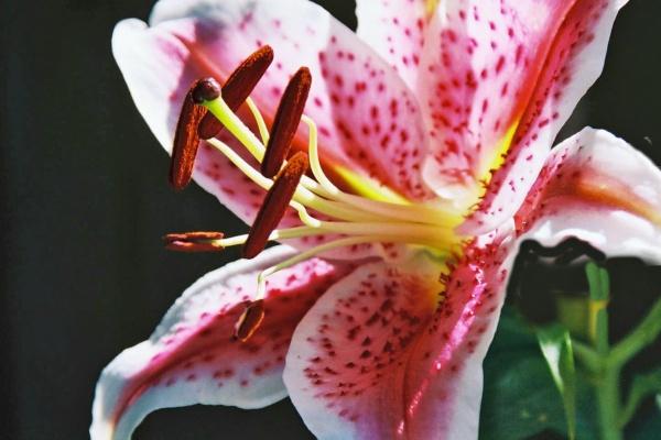 2023年下半年属鸡迎来大转变 会发生什么事情