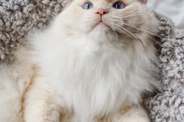 属马女的命中注定的丈夫 属马女12生肖婚配表