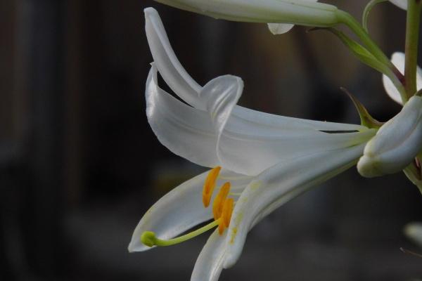 2023年6月18日冲什么生肖 十二时辰冲属相