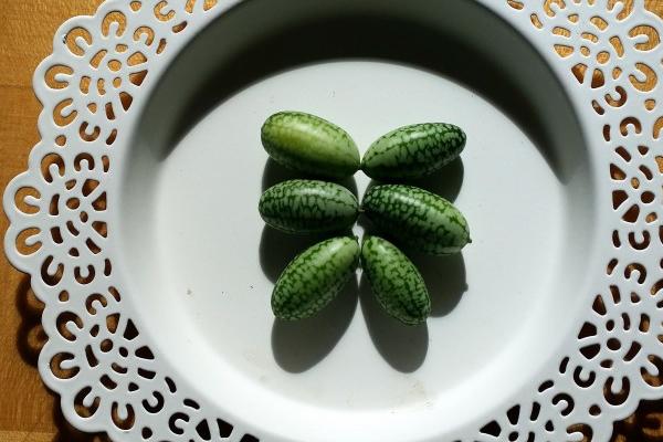 属猴处女座2023年下半年运势如何 个人运程详解