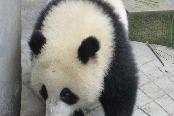 "十二生肖配对大揭秘：爱情天作之合还是势不两立?"