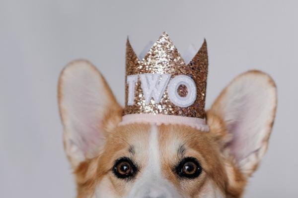 郑博士 十二生肖周运详解5.29-6.4