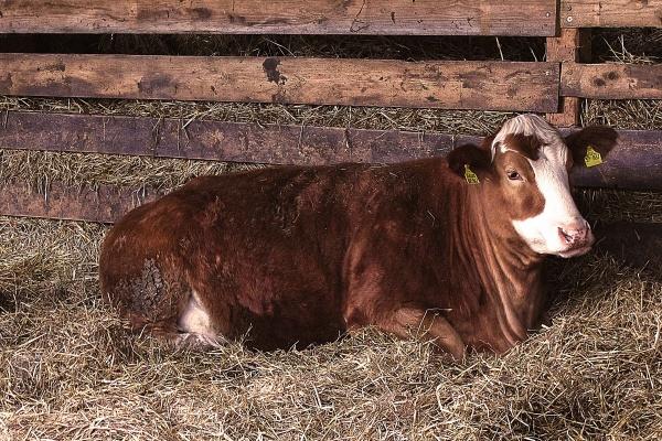 2023年6月28日冲什么生肖 黄历生肖冲煞