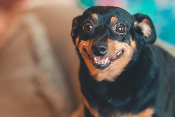 2023年属马下半年要出大事 要倒大霉吗