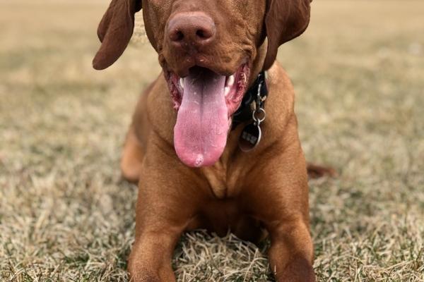 2023年属鸡下半年要出大事 要倒大霉吗