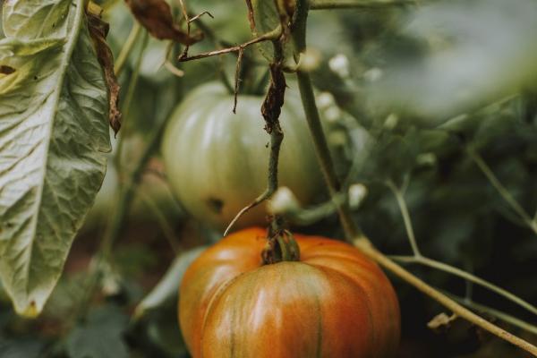 2023年属猪下半年要出大事 要倒大霉吗