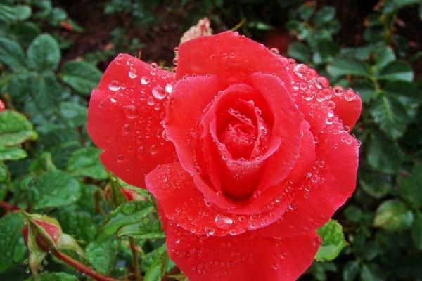 属兔今年下半年感情婚姻如何 今年婚姻会有什么问题