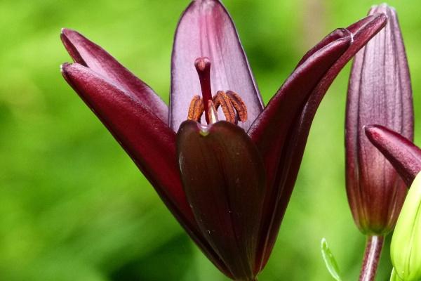"喜事连连!6月这四大生肖好运连绵,长久不缺钱财,事业大获成功!"
