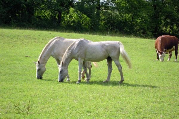 属龙和什么属相相冲 如何化解