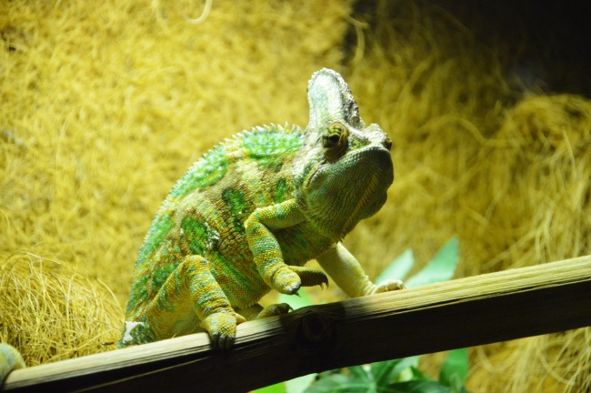 "财富大丰收!这四大生肖6月好运不断,升职加薪,财源广进!"