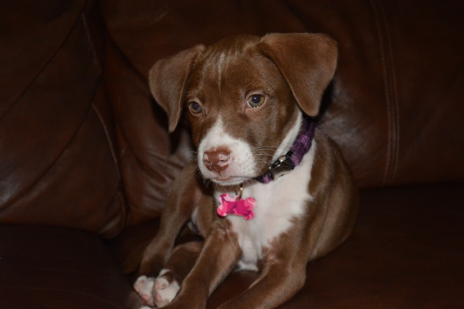 属猪人2023年下半年运势及每月运程 2023年属猪人的全年运势详解