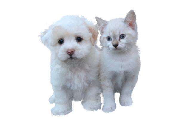 离火九紫运对什么属相好  2024年后九运最旺的人