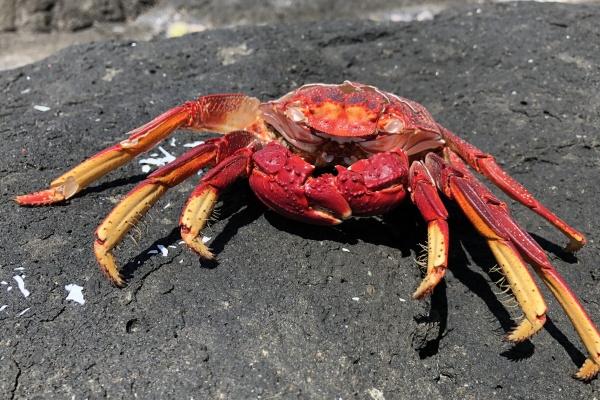 2024年对属鼠的人好不好，属鼠人2024年合太岁运势吉凶预测