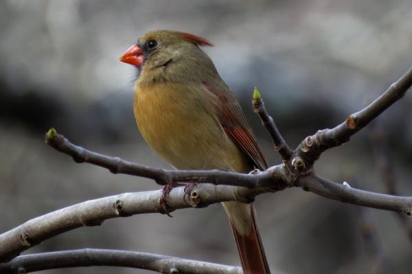 1988年龙女最近三年运气如何增运，什么风水方法最有效