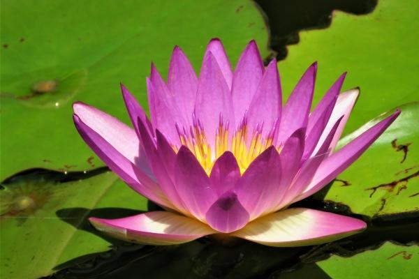 属兔本命年下半年运气会好一点吗 运势怎么样