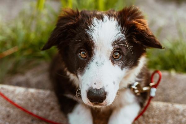 "真爱守护者!揭秘四大最合拍的生肖组合,深情相伴,情定终身"